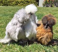 The silkie chicken meat is believed to have been eaten for decades in and about the asia area. Assorted Silkie Chicks For Sale Chickens For Backyards