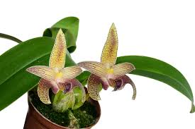 Image result for Bulbophyllum sp. nov