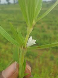 Image result for Spermacoce latituba