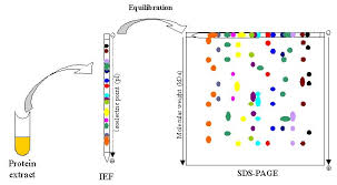 2d electrophoresis creative proteomics