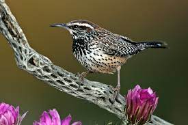 Mealybugs (pseudococcus longispinus) are a type of unarmored scale insect. Cactus Wren