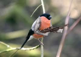 Birds With Human Arms Gallery Of Birds With Human Arms Rare Animals Animal Pictures Animals