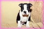 Boston Terrier Puppies For Sale | Greenfield Puppies