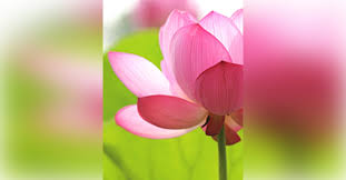 Obituary information for Judith L. Goodwin