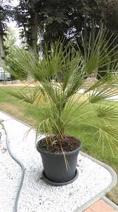 Palmen Fur Den Pool Urlaubsstimmung Im Eigenen Garten Mit Dem Heutigem Blogeintrag Mochte Ich Mich Der Pflanzenwelt Rund Um Un Palmen Garten Garten Pflanzen