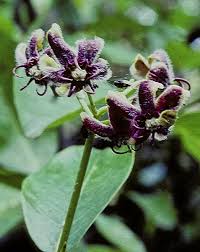 Image result for Periploca