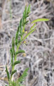 Image result for Chamaecrista fenarolii