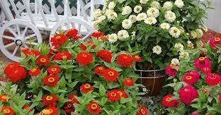 May 17, 2021 · sweltering temps can take a toll on your favorite planters, so we have a few ideas for you. Heat And Drought Tolerant Annuals My Garden Life