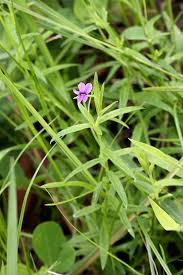 Image result for Monopsis stellarioides