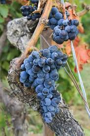 Birds Of The Air And Lilies Of The Field Whoever Really Has Considered The Lilies Of The Field Or The Birds Of The Air And Pondered The Improbability Of Their E Grapes Wine Vineyards Grapes And Cheese