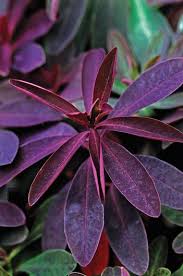 Image result for Euphorbia ugandensis