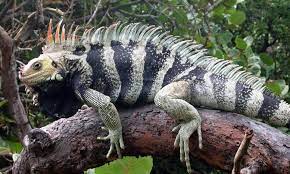 A Tale Of Two Iguanas New Species Found Hiding In Plain Sight Iguana Pet Cute Reptiles Iguana