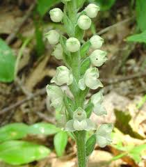 Image result for Goodyera