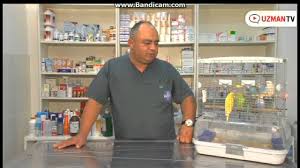 Muhabbet Kusu Ve Papaganlar Evde Ne Kadar Sure Yalniz Kalabilir Youtube