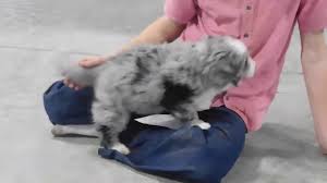 Check spelling or type a new query. Home Rolling Ridge Puppies