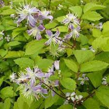 Robert brydon' at digging dog mail order nursery. Clematis X Jouiniana Mrs Robert Brydon