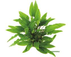 Balansae, the wide variety makes cryptocoryne an excellent choice for different positions in a planted aquarium. Gruner Wasserkelch Cryptocoryne Wendtii Grun Bei Hornbach Kaufen