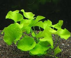Image result for Nymphoides brevipedicellata