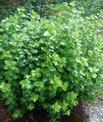 Image result for Schistostephium crataegifolium