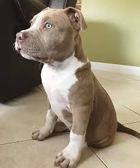 Pin On Pitbulls