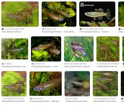 Image result for Tetrapogon tenellus