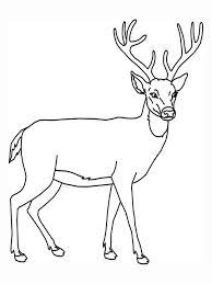 For boys and girls, kids and adults, teenagers … Deer Coloring Pages Deer Coloring Pages Animal Outline Deer Outline