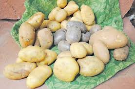 We did not find results for: Growing Potatoes New Fertilizing Tricks Will Boost Spud Crop The Denver Post