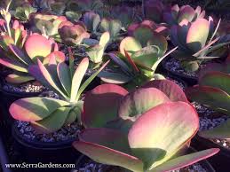 Kalanchoe Luciae Flapjacks Has Unique Large Thick Spatula Shaped Leaves That Have A Colorful Reddish Blush Along Their Margin Succulents Plants Green Thumb