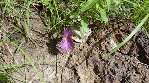 Image result for Siphonochilus aethiopicus