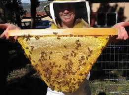 Screened bottom with monitor board and room in the lid for a moisture absorbing quilt in winter. Horizontal Beekeeping Bee Culture