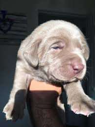 The team at colorado serenity labrador retriever works hard to bring you the best labrador retriever puppies colorado can produce. Rockin R Silver Labs Home Facebook