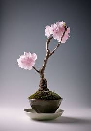 Bonsai Baume Sakura Kirschbaum Mini Rosa Bluten Bonsai Baum Bonsai Bonsai Pflanzen
