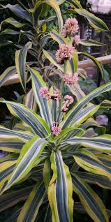 Image result for Disa fragrans