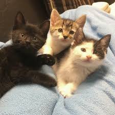 Mini Cat Town Home Facebook