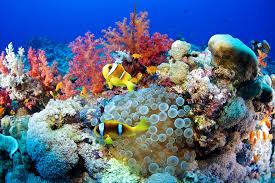 6 Reasons To Scuba Dive Egypt S Red Sea