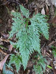 Image result for Selaginella eublepharis