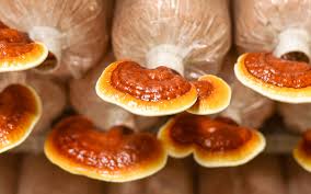 Image result for Ganoderma lucidum