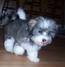 Havanese make considerable therapy dogs, with most gracious, always happy to see you temperament. Bichon Havanese Puppies Havanese Puppies Havanese Dogs Cute Puppies