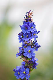 Image result for Aristea