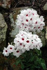 Check spelling or type a new query. Angus S Top Ten Australian Climbers Gardening With Angus
