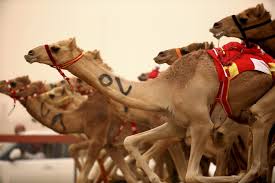 A traditional yet professional sporting event. Photos Robot Jockeys Race Camels In Dubai Wsj