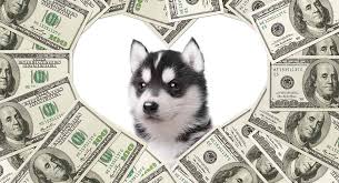 How much does a husky cost? How Much Is A Siberian Husky To Buy And To Raise