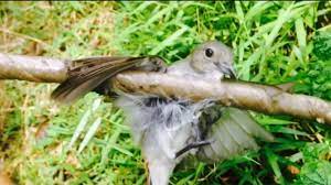Proses pembuatan pulut bisa kita lakukan dengan cara menggunakan getah pohon dan juga sisa dari kunyahan permen karet banyak kalangan penggemar burung kicauan yang sudah mengenal pulut.pulut merupakan bahan sejenis karet yang biasa di gunakan untuk menangkap burung dengan. Cara Membuat Pulut Yang Bagus Untuk Menangkap Pikat Burung Blogger Id
