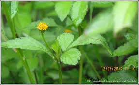 Image result for Bidens biternata