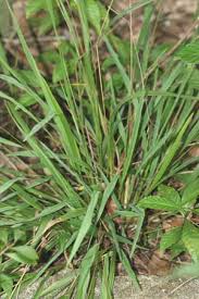 Image result for Paspalum plicatulum