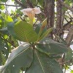 Image result for Gardenia imperialis