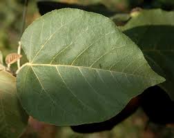 Image result for Croton macrostachyus