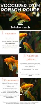 Infographie S Occuper D Un Poisson Rouge Poisson Rouge Poisson Rouge
