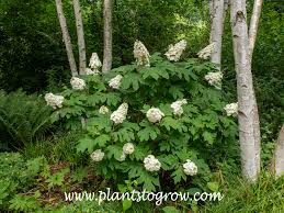 Image result for Hydrangea quercifolia