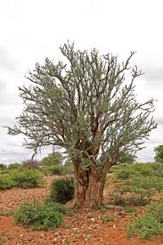 Image result for Sesamothamnus lugardii